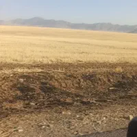 زمین کاشت نخود چواری