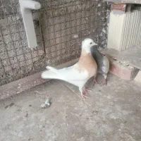 کبوتر بهترین نسل فروش