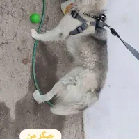 واگذاری سگ هاسکی