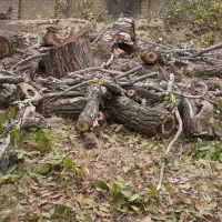 خریدچوب صنوبر بید میوه خشک وغیره