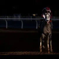 فروش فوری کره مادیان زلس فرد