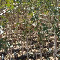 فروش،نهال پسته وبنه