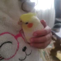 عروس هلندی سرحال|پرنده|تالش, هشتپر|دیوار