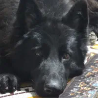 سگ ژرمن بلک شولاین