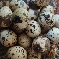 تخم بلدرچین به صورت عمده و جزئی فاروج