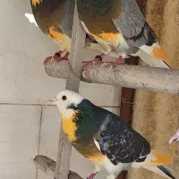 کبوتر پرشی دولاب نر و ماده