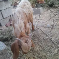 کهره‌نر‌|حیوانات مزرعه|فاریاب, |دیوار