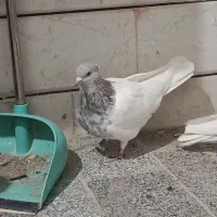 کله الماسی|پرنده|داران, |دیوار