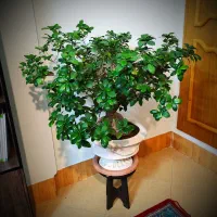 بونسای جنسینگ بسیار بزرگ|گل و گیاه طبیعی|اراک, |دیوار