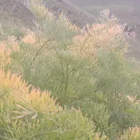 علف کوهستان یا شاور