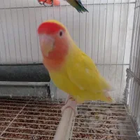 طوطی کوته برزیلی معاوضه