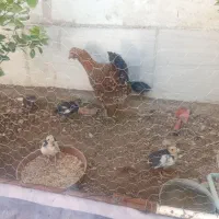 مرغ وجوجه گلین