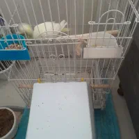 عروس هلندی نروماده|پرنده|بیرجند, |دیوار