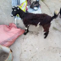 پازن(کهره نر) تیشتر