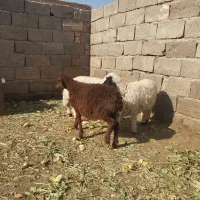 گوسفند خوش قیمت