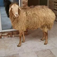 کشتارگاه فروش گوسفند زنده شکم خالی برای قربانی|حیوانات مزرعه|مشهد, کشاورز|دیوار