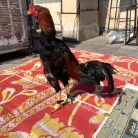 خروس لاری ۱۵ ماه ۳ دونگ پر