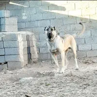 سگ سرابی(گ م ش د ه)