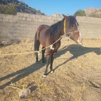 فروش  ماده هست|اسب و تجهیزات اسبسواری|یاسوج, |دیوار