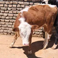 فروش گوساله سیمینتال قرمز نر