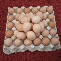 تخم مرغ محلی