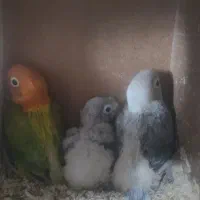 سرلاکی برزیلی پاربلو و یووینگ گلد و راهب