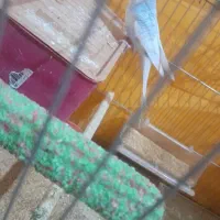 مرغ عشق پدر با جوجه