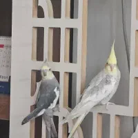 عروس هلندی سالم