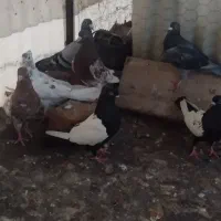 کفتر و کبوتر رنگی