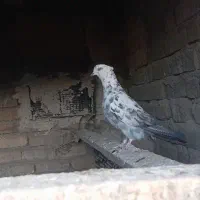 کفتر گمشده