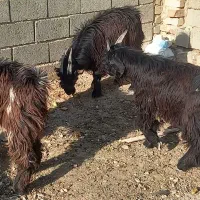 کولار بز آبستن و کهره نر چاق