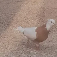 کبوتر گمشده