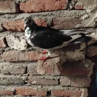 مایل به معاوضه نیستم