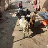 حیوانات مزرعه