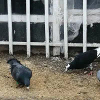 2 عدد نر ماده آلمانی.. مینا سیاه کرمونی قلدر..|پرنده|زاوه, |دیوار