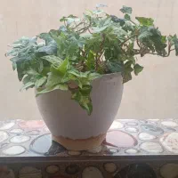 گل وگیاه طبیعی