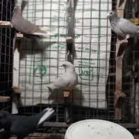 قره شهری|پرنده|شیراز, شهرک قمشه|دیوار