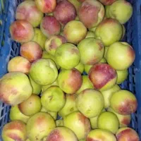 میوه باغ