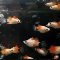 ماهی اکواریومی و حوض همه مدل