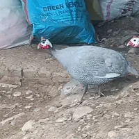 مرغ شاخدار