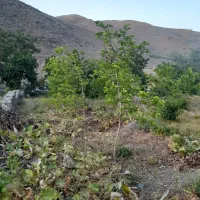 ۱۸۷متر زمین در جاغرق