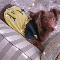 گمشده سگ نر