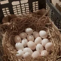 جوجه گلین|حیوانات مزرعه|یزد, |دیوار