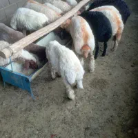 بره ماده