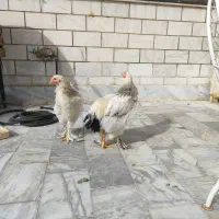 مرغ و خروس برهما