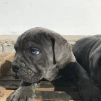 واگذاری کنکورسو|سگ|کرمان, |دیوار