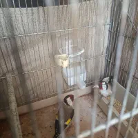 سره نروماده جفت
