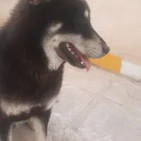 سگ ژرمن هاسکی