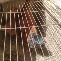 یک جفت مرغ و خروس محلی