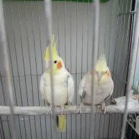 یک جفت عروس هلندی